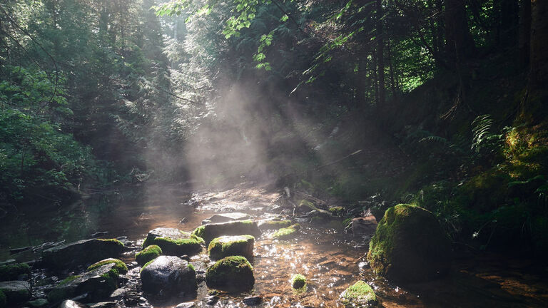 groundwater - creek in the forest groundwater - creek in the forest