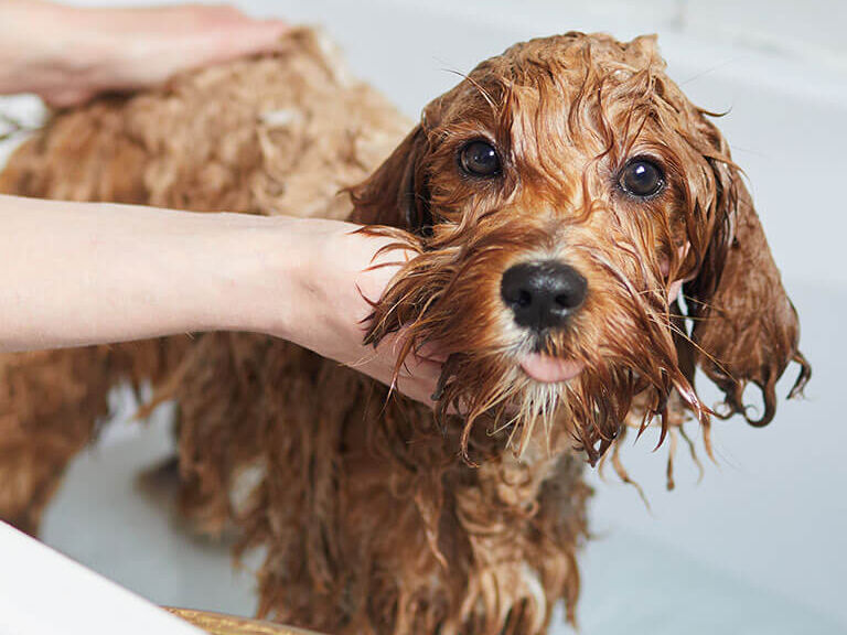 Woman bathing dog Woman bathing dog