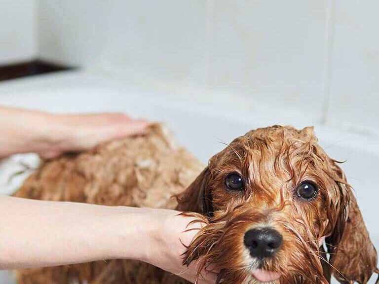 dog in bath dog in bath