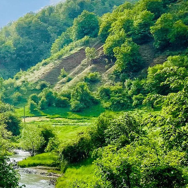nature nature